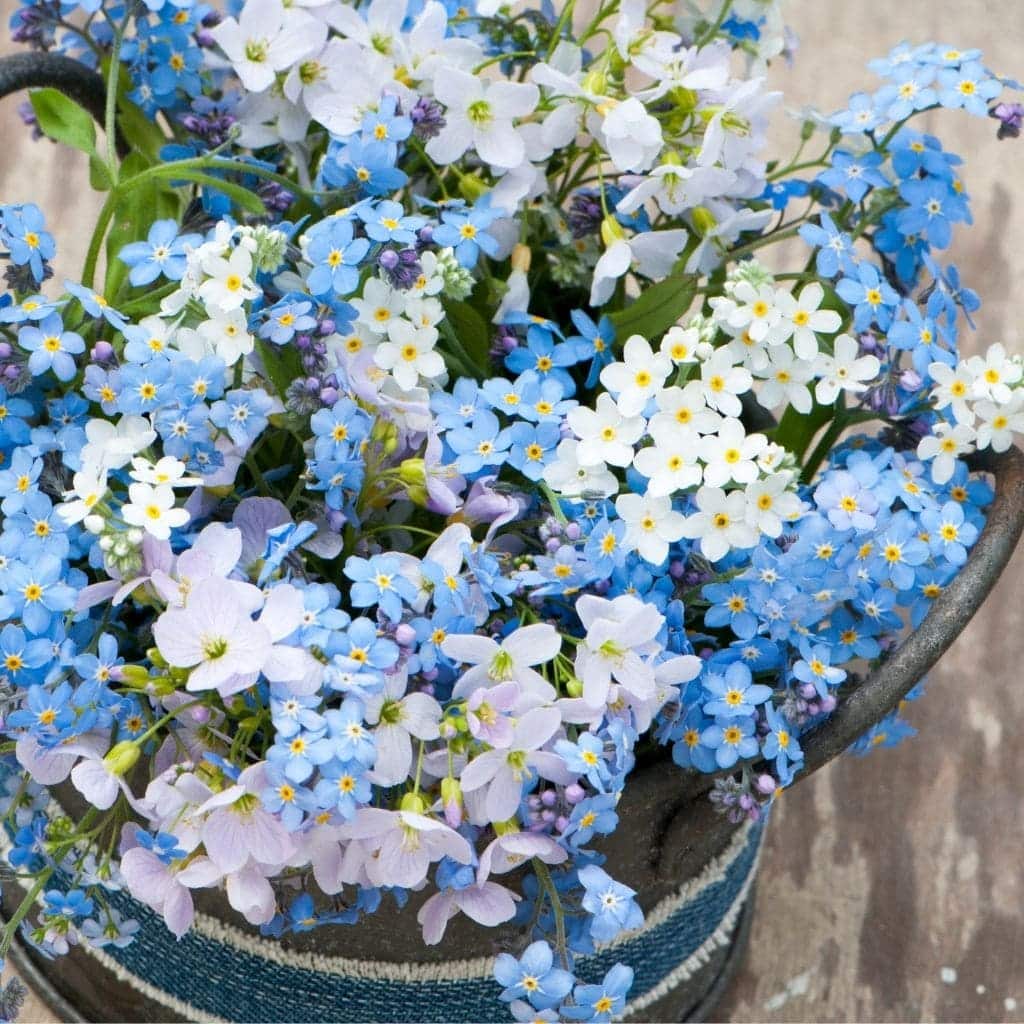 Forget Me Not Gift Of Seeds In Bloom