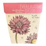 Everlasting Daisy Seeds, Gift of Seeds