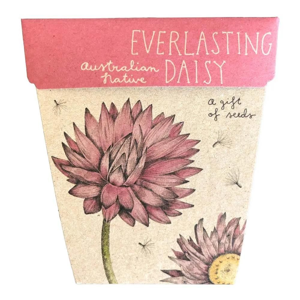 Everlasting Daisy Seeds Gift Packet Front