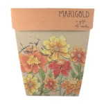 Marigold Gift Of Seeds Front