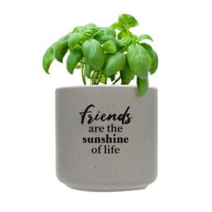 Sunshine Positive Pot With Plant