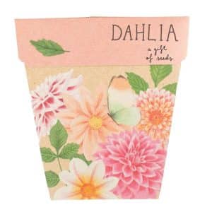 Dahlia Seeds Gift Packet