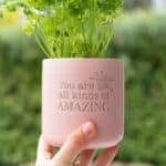 All Kinds Of Amazing Positive Pot With Herb Plant