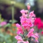 Snapdragon Flower in a garden